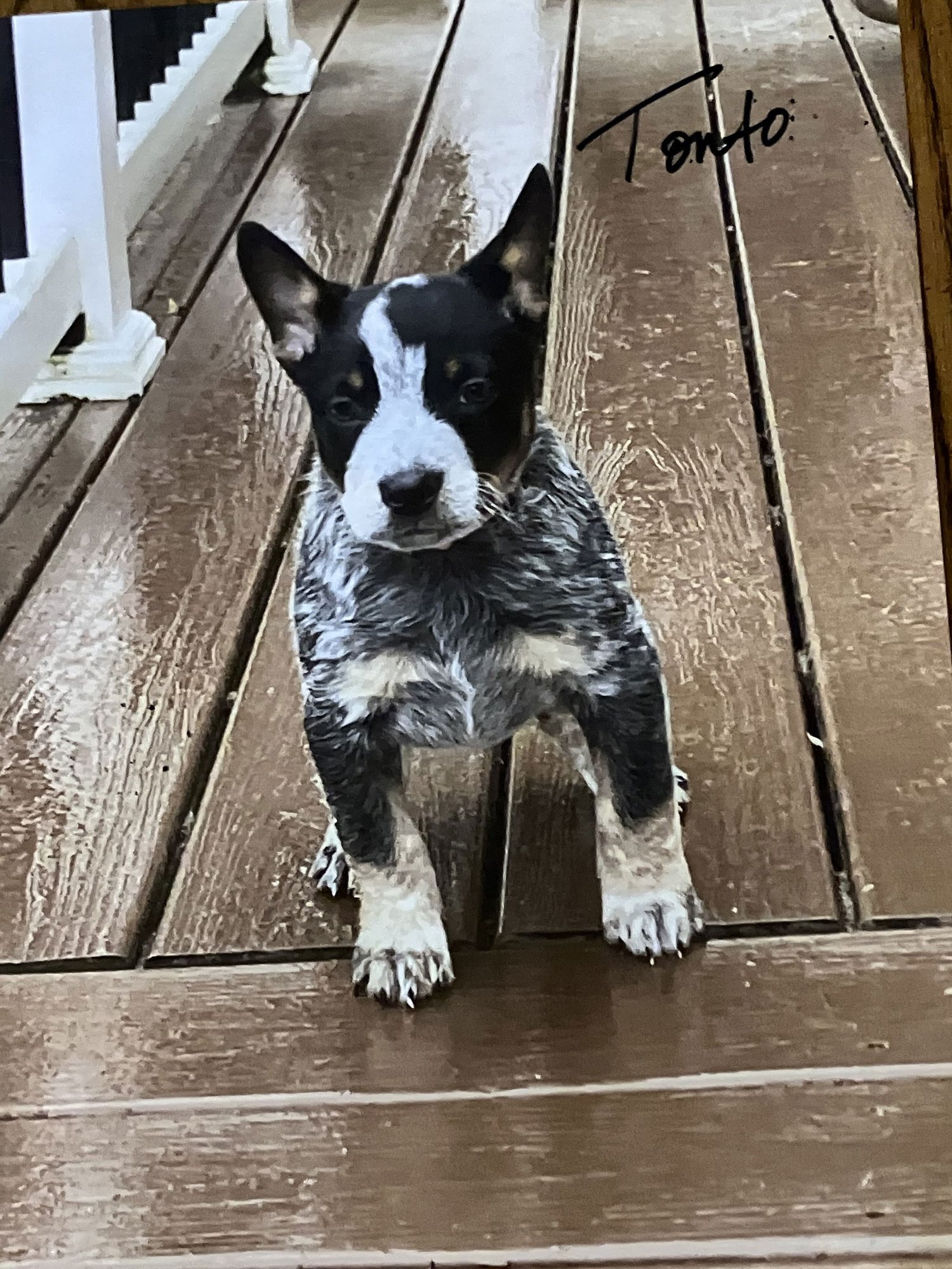 TONTO - Australian Cattle Dog/Blue Heeler available for adoption