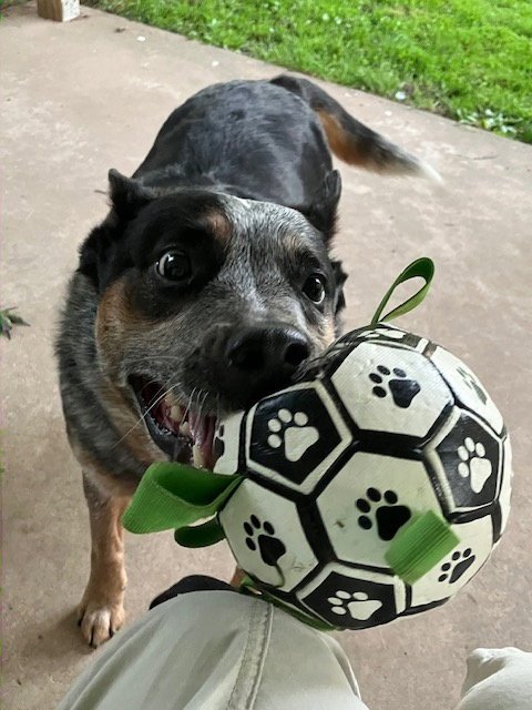 FINNEGAN - Australian Cattle Dog/Blue Heeler available for adoption