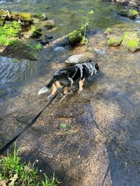 Finnegan - Photo 3