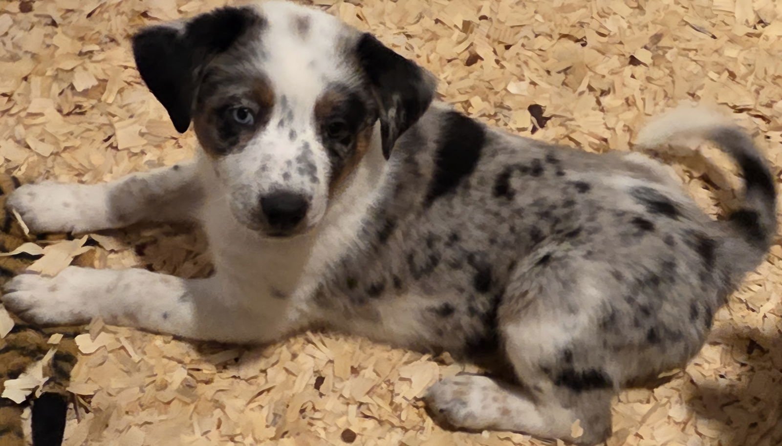 HAYES - Australian Cattle Dog/Blue Heeler available for adoption