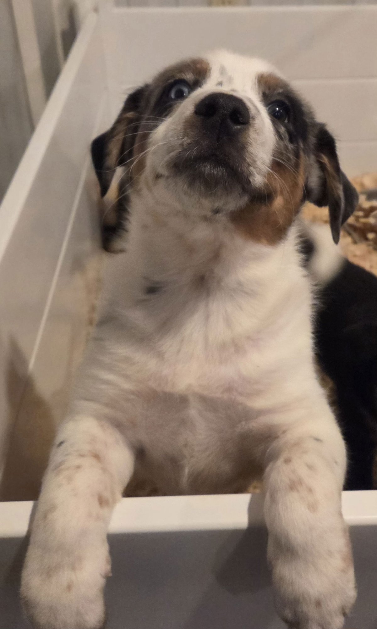 HAYES - Australian Cattle Dog/Blue Heeler available for adoption