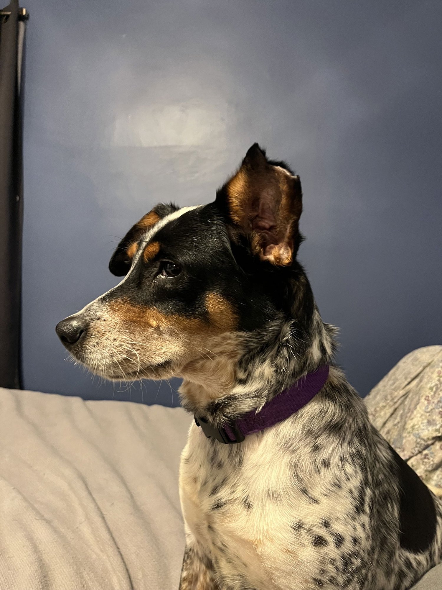 MARNIE - Australian Cattle Dog/Blue Heeler available for adoption