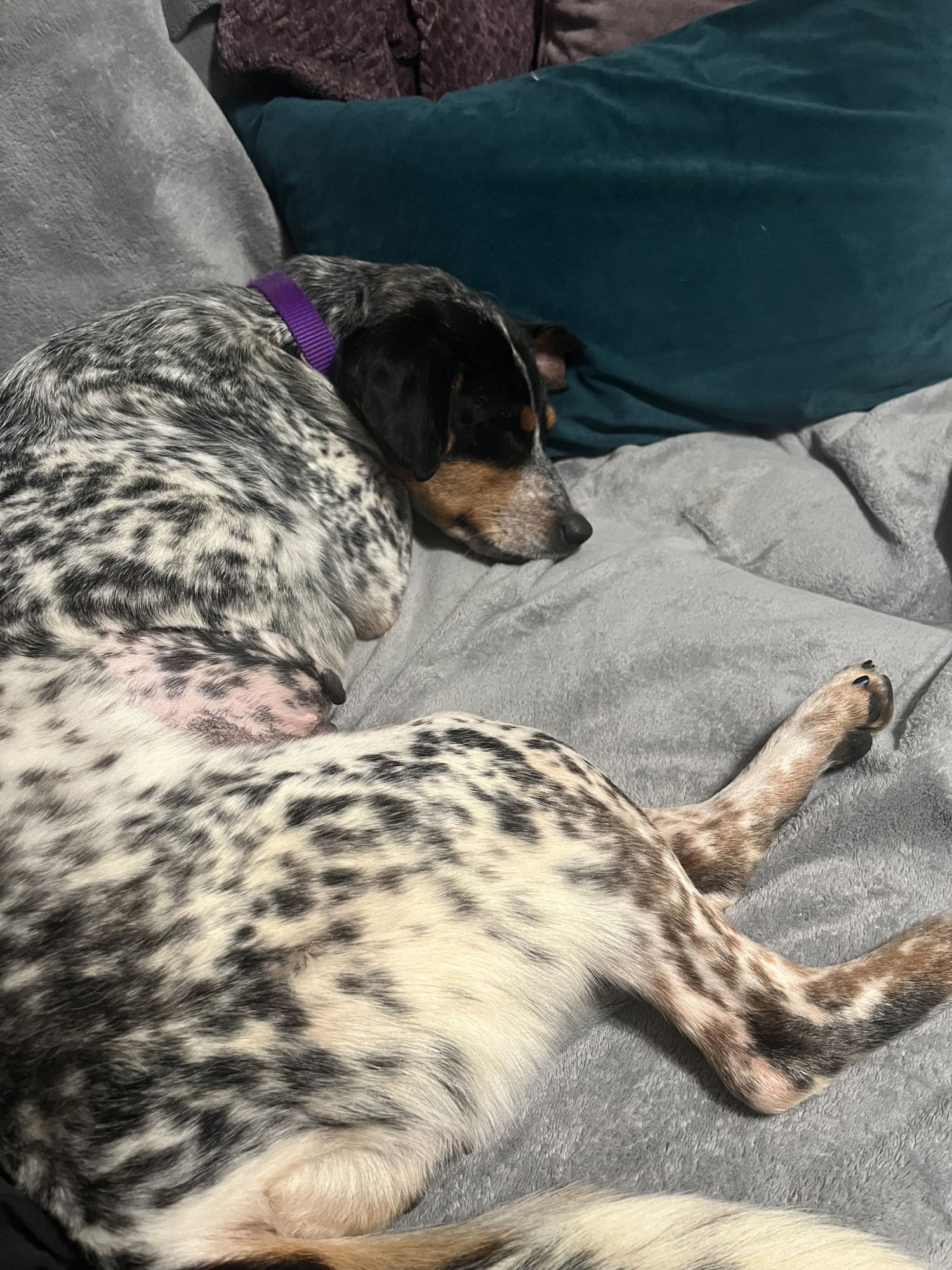 MARNIE - Australian Cattle Dog/Blue Heeler available for adoption