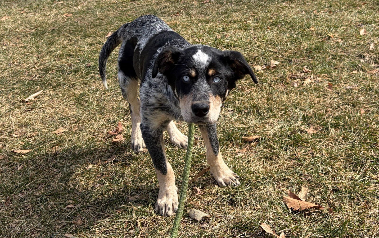 ELVIS - Australian Cattle Dog/Blue Heeler available for adoption