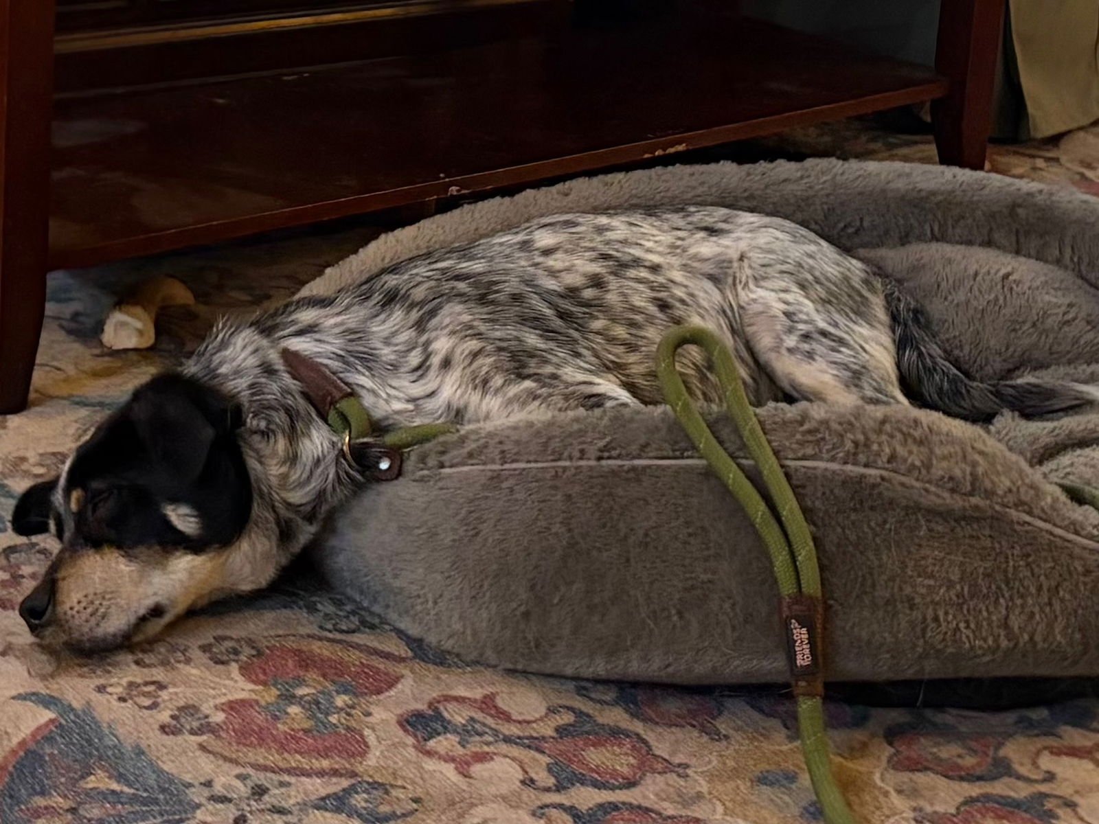 ELVIS - Australian Cattle Dog/Blue Heeler available for adoption