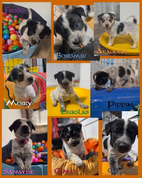 FRODO - Australian Cattle Dog/Blue Heeler available for adoption