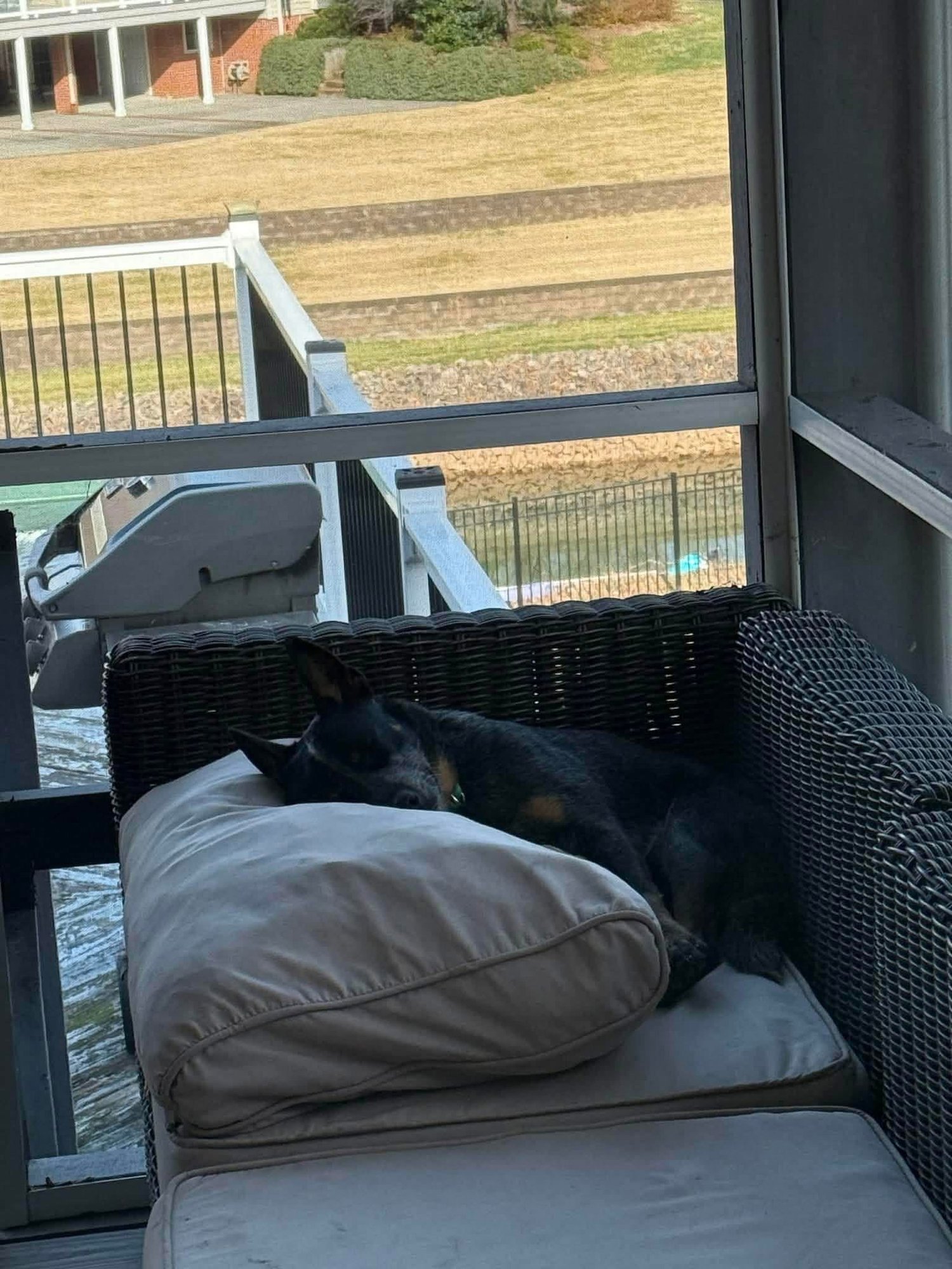 ROCKY - Australian Cattle Dog/Blue Heeler available for adoption