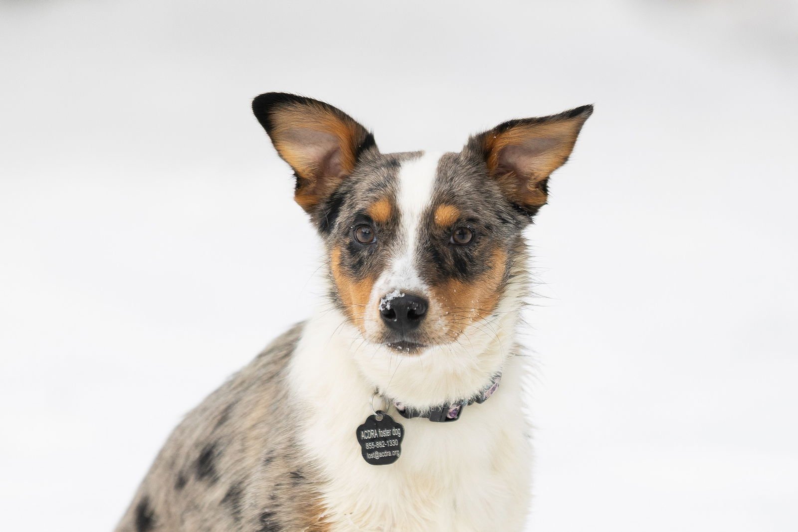MOOSE - Australian Cattle Dog/Blue Heeler available for adoption