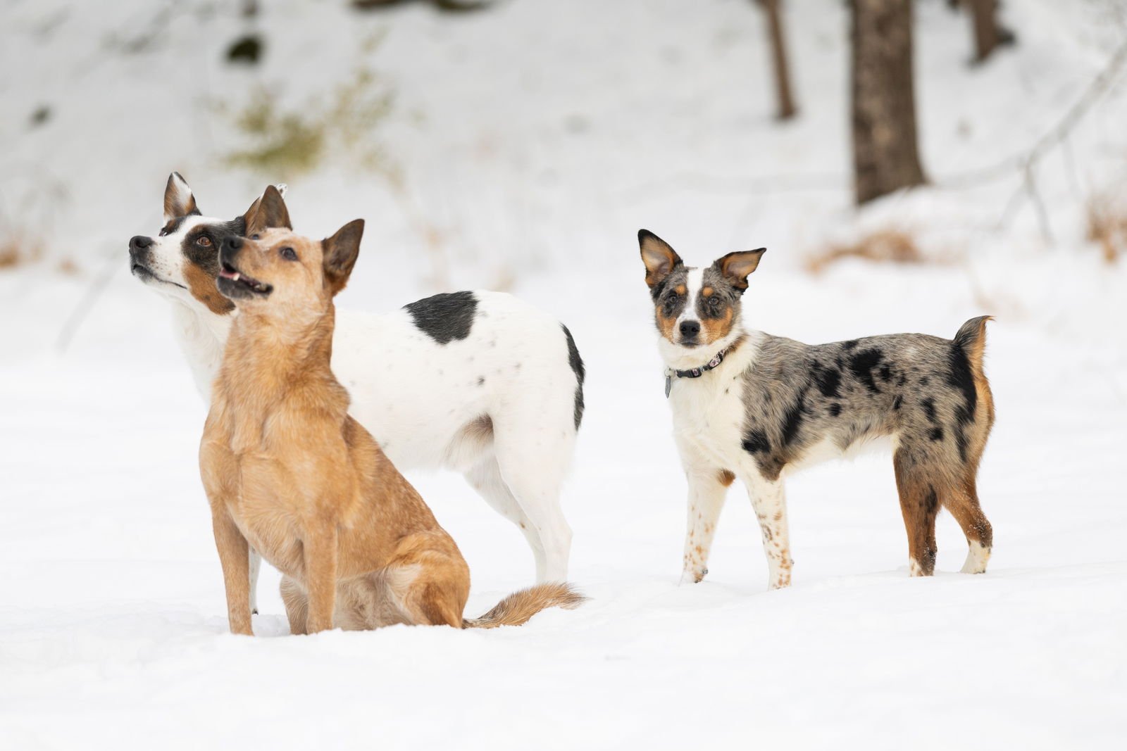 MOOSE - Australian Cattle Dog/Blue Heeler available for adoption