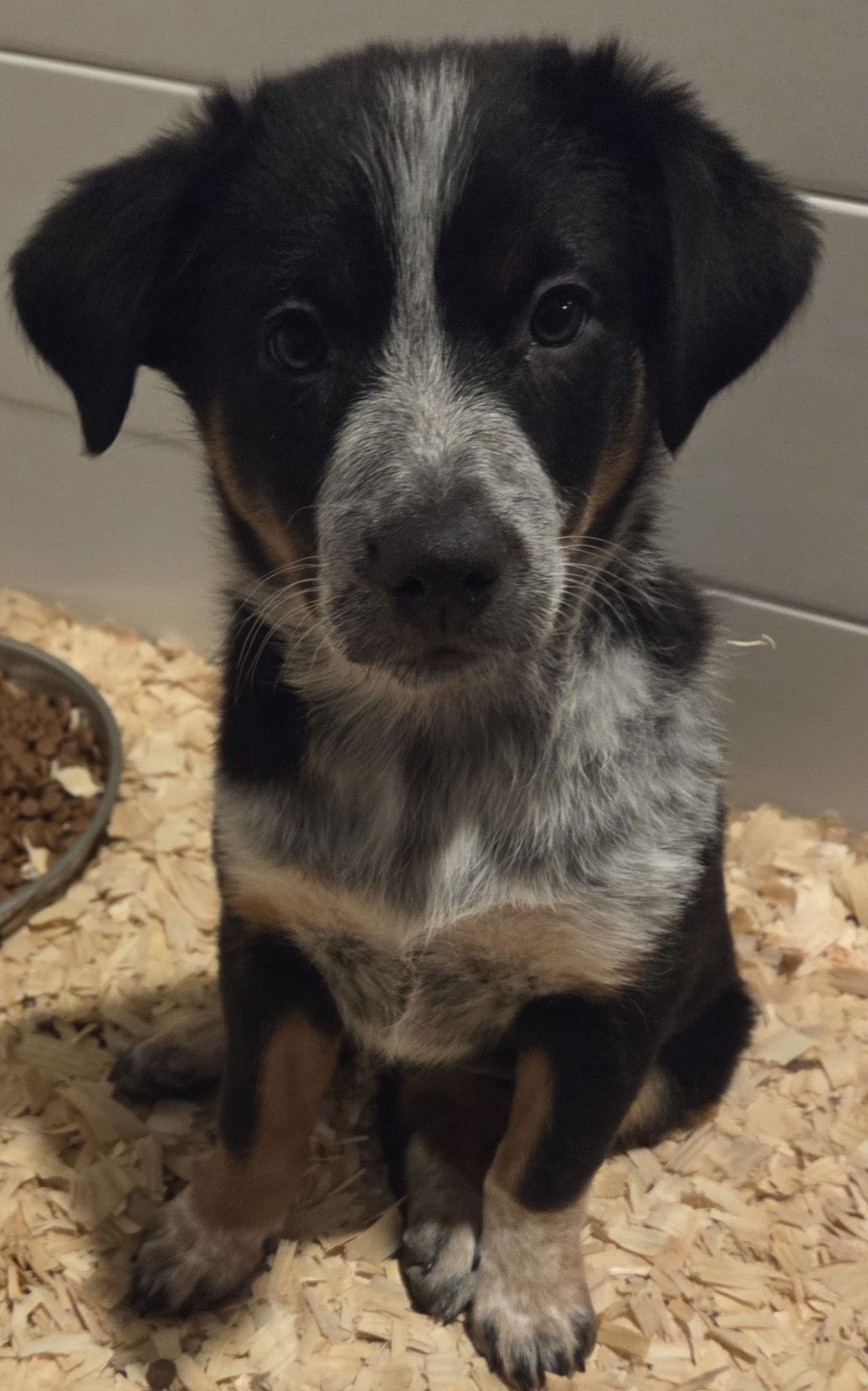 RUBY - Australian Cattle Dog/Blue Heeler available for adoption