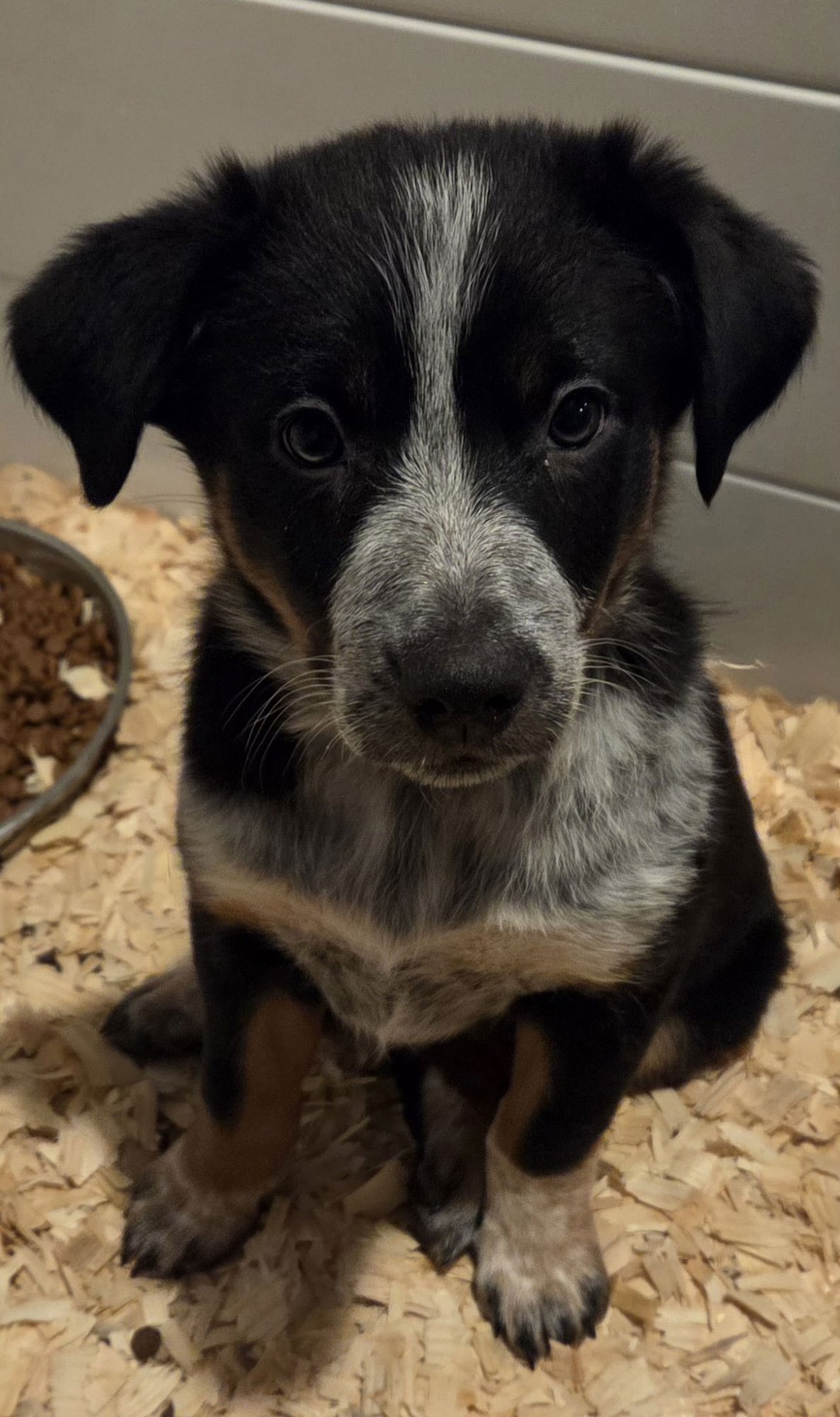 RUBY - Australian Cattle Dog/Blue Heeler available for adoption