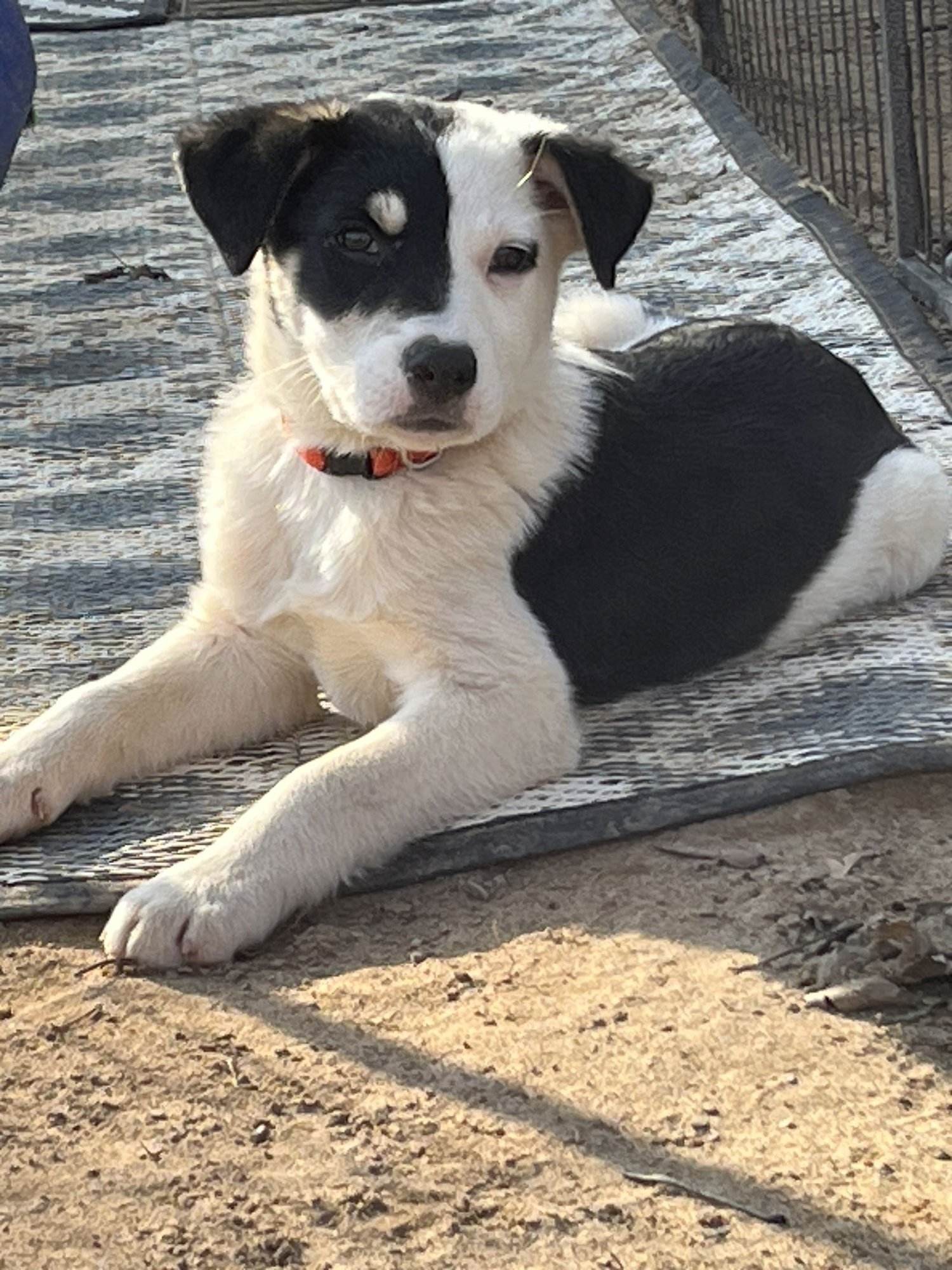 WINK - Australian Cattle Dog/Blue Heeler available for adoption