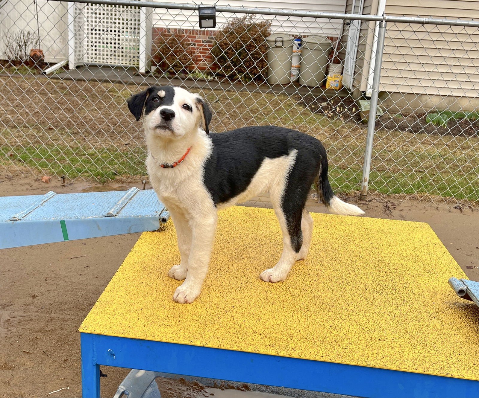 WINK - Australian Cattle Dog/Blue Heeler available for adoption
