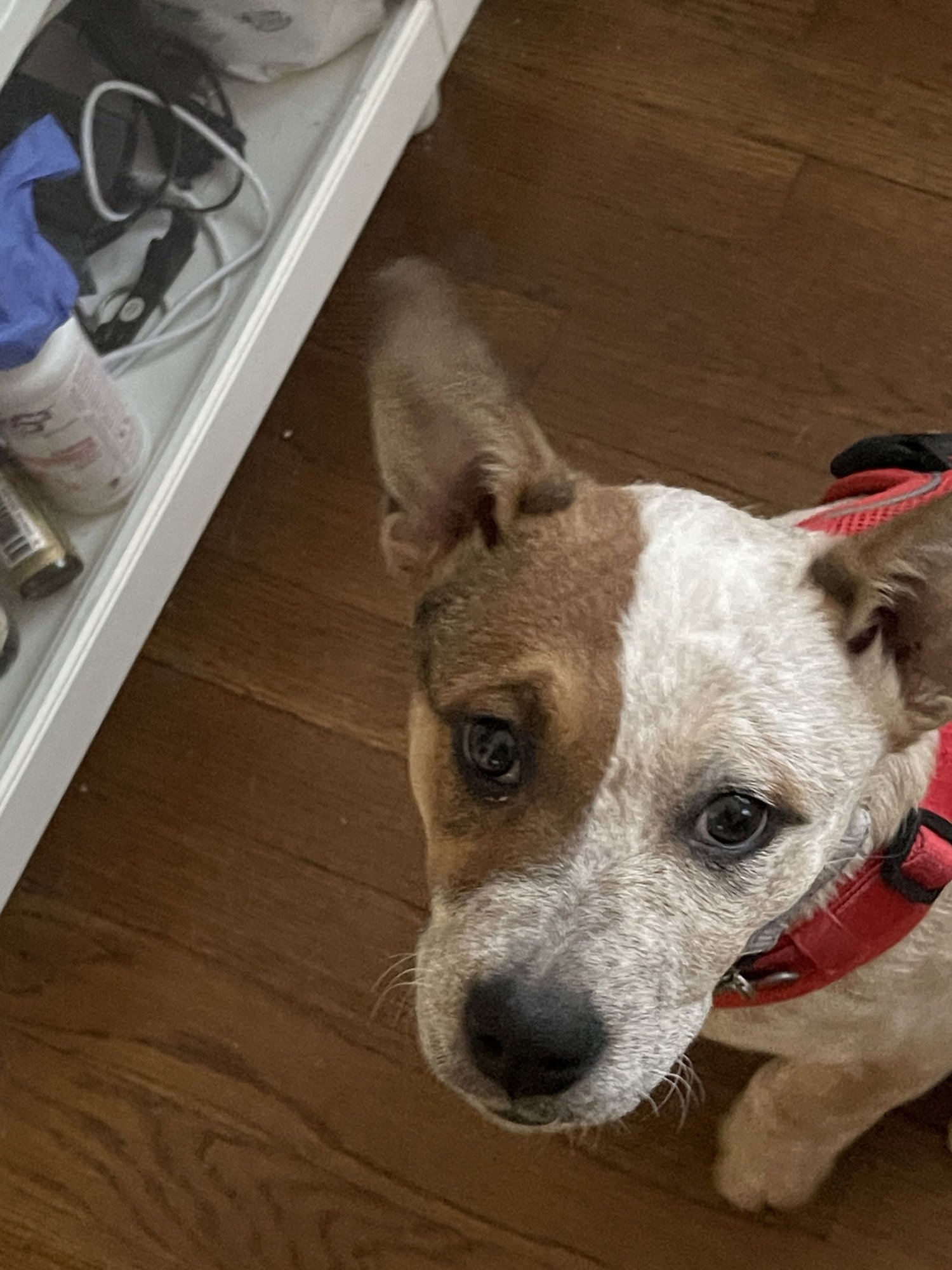 DEBBIE - Australian Cattle Dog/Blue Heeler available for adoption