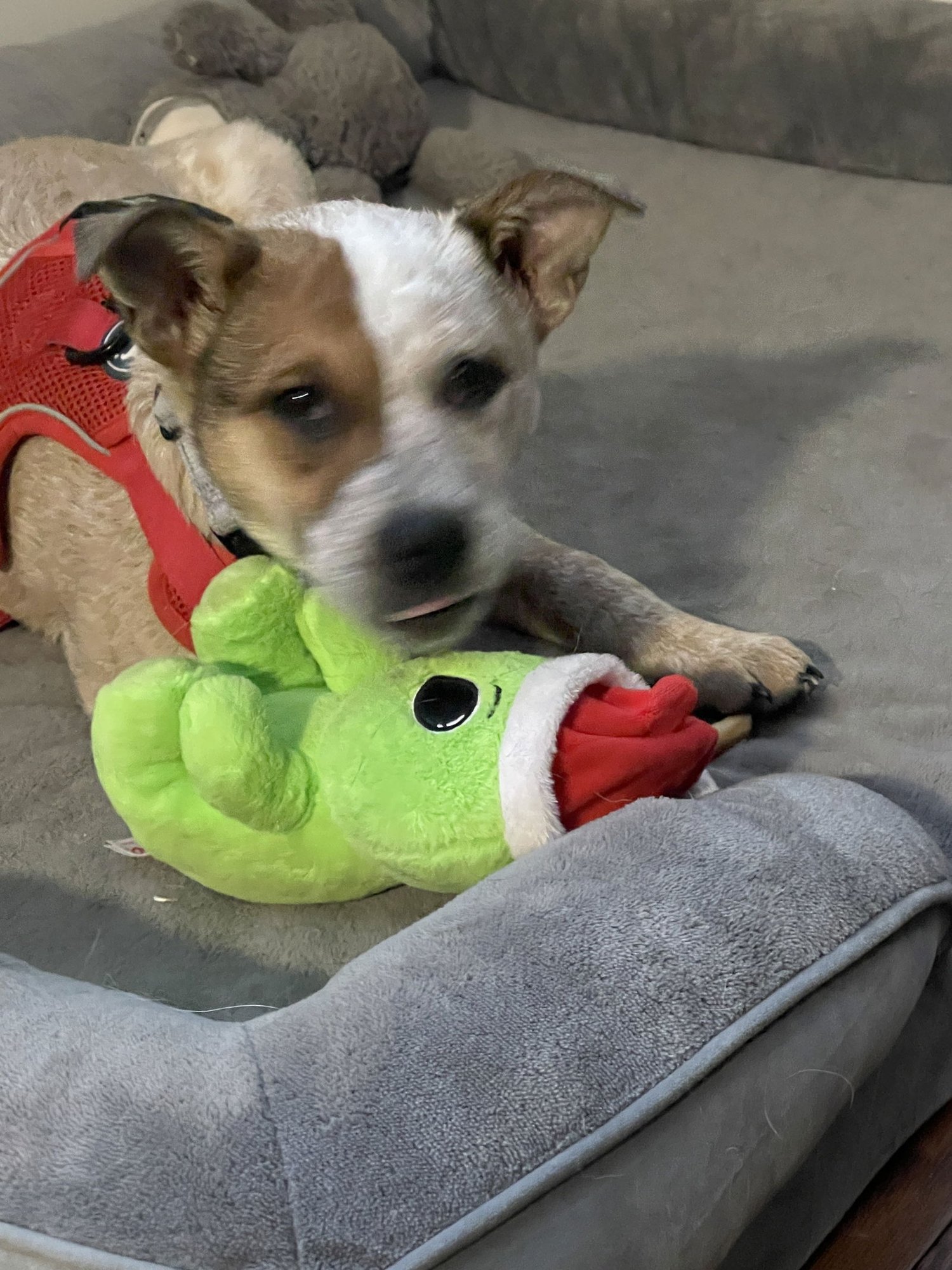 DEBBIE - Australian Cattle Dog/Blue Heeler available for adoption