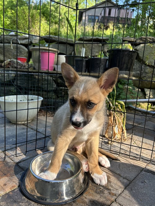 JESSE - Australian Cattle Dog/Blue Heeler available for adoption