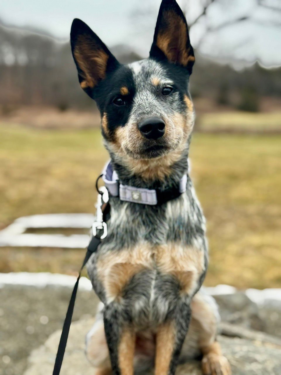 BACI - Australian Cattle Dog/Blue Heeler available for adoption