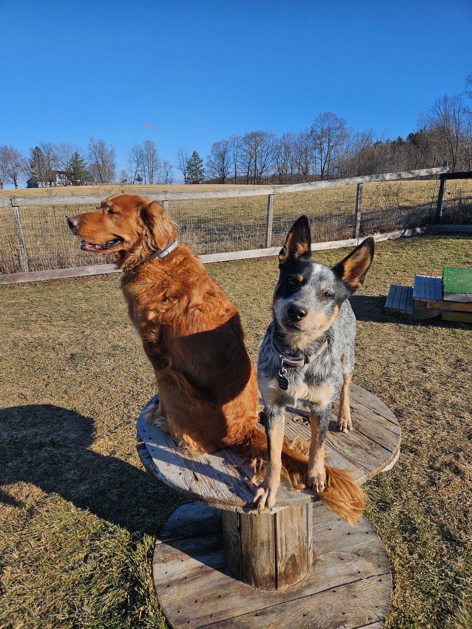 BACI - Australian Cattle Dog/Blue Heeler available for adoption