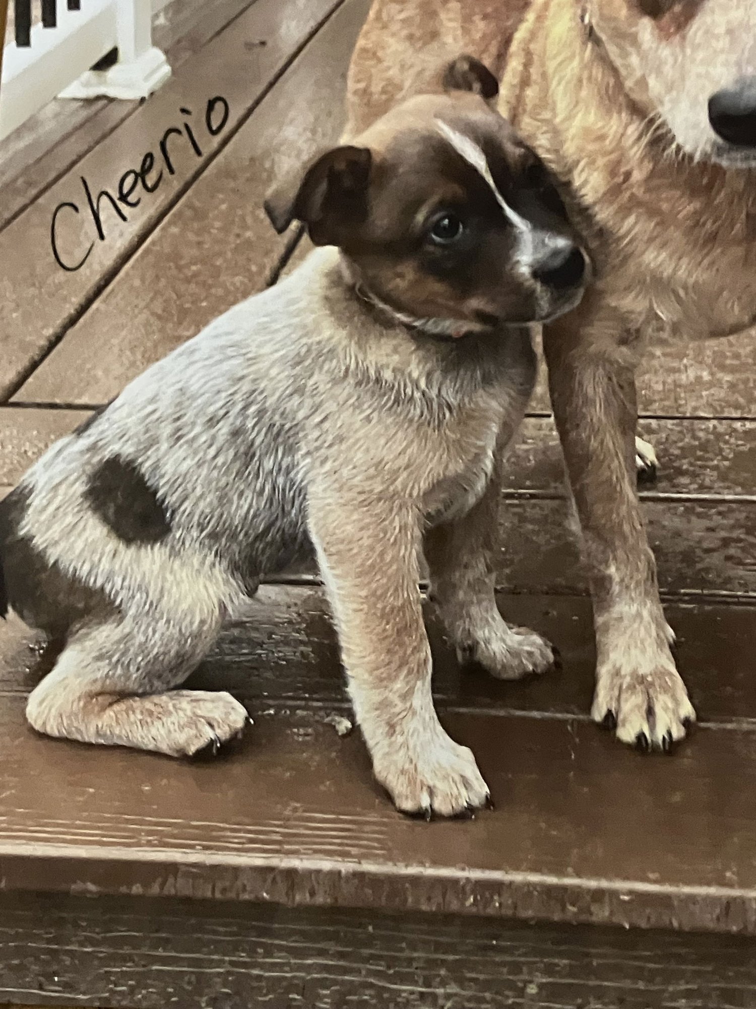 CHEERIO - Australian Cattle Dog/Blue Heeler available for adoption