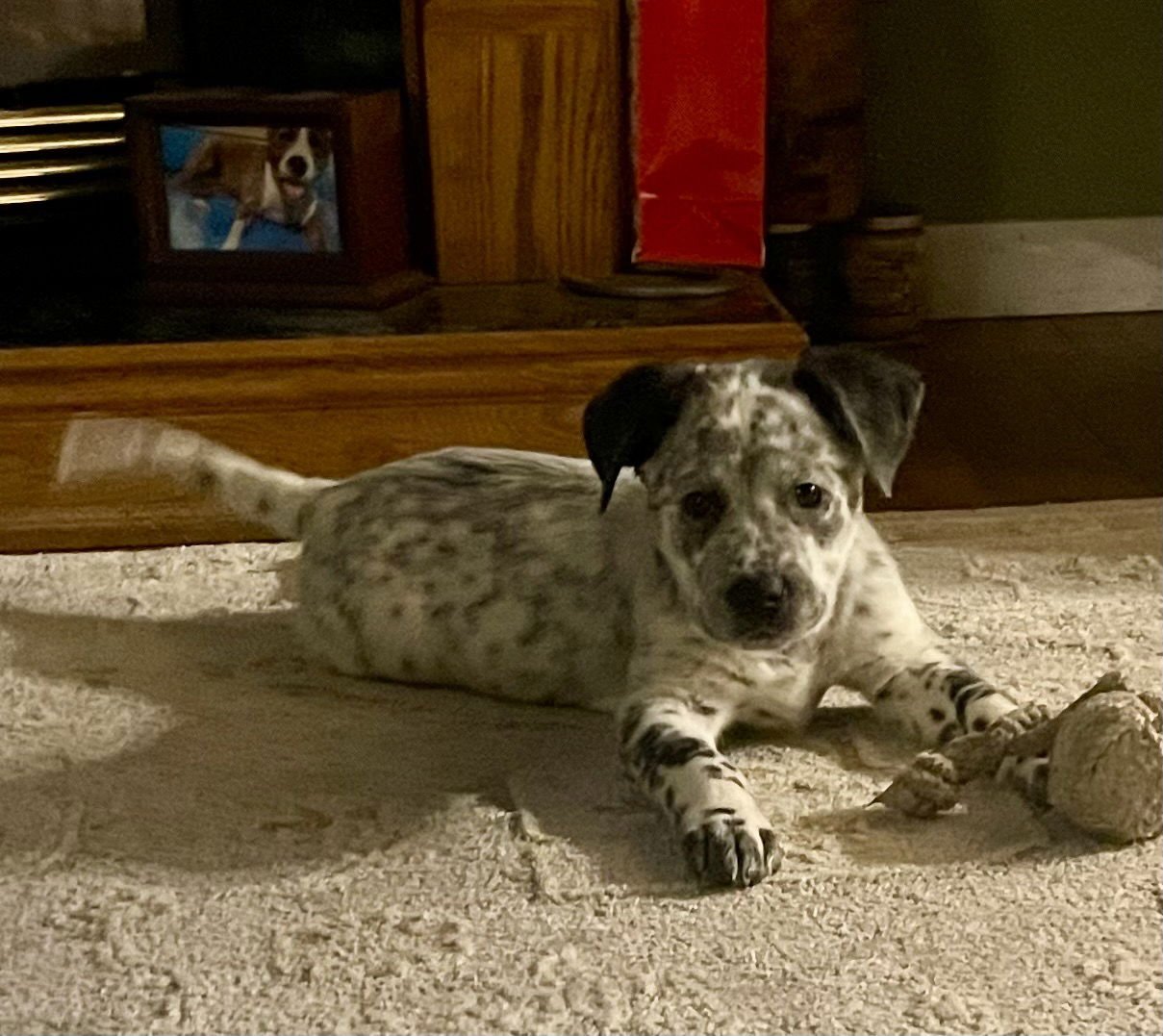 LEVI - Australian Cattle Dog/Blue Heeler available for adoption