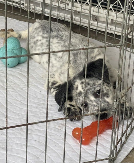 LEVI - Australian Cattle Dog/Blue Heeler available for adoption