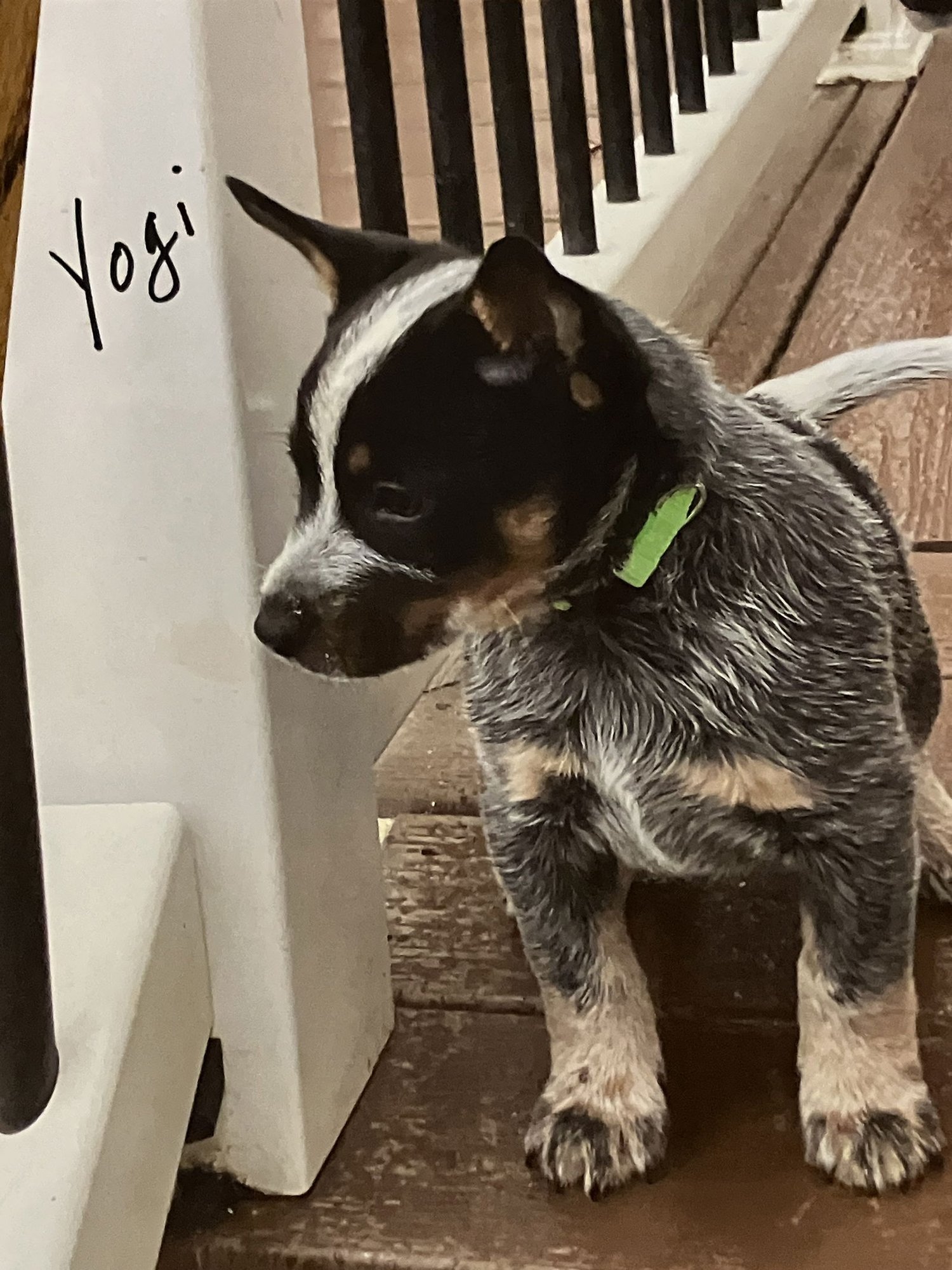 YOGI - Australian Cattle Dog/Blue Heeler available for adoption
