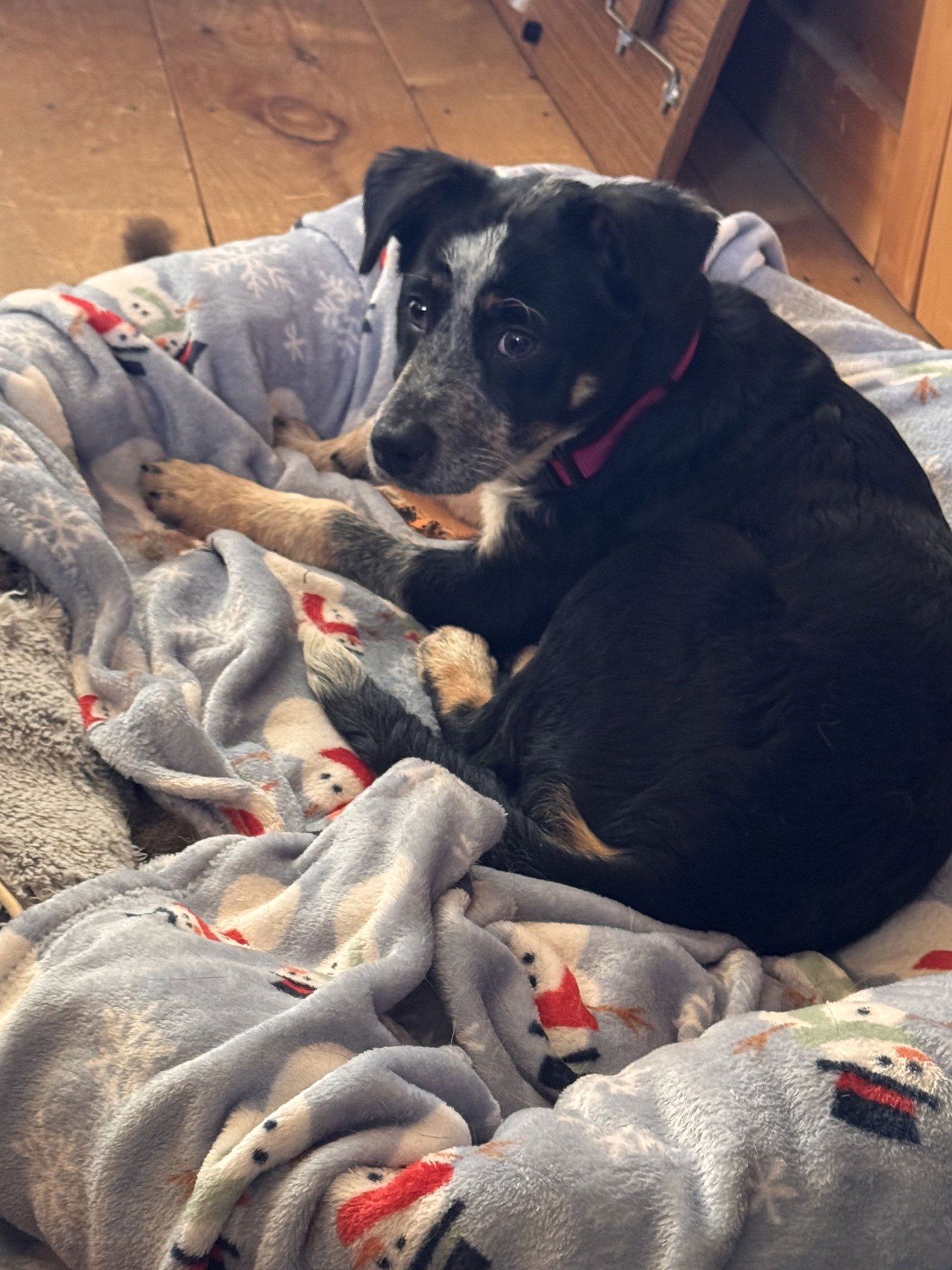 MARY - Australian Cattle Dog/Blue Heeler available for adoption