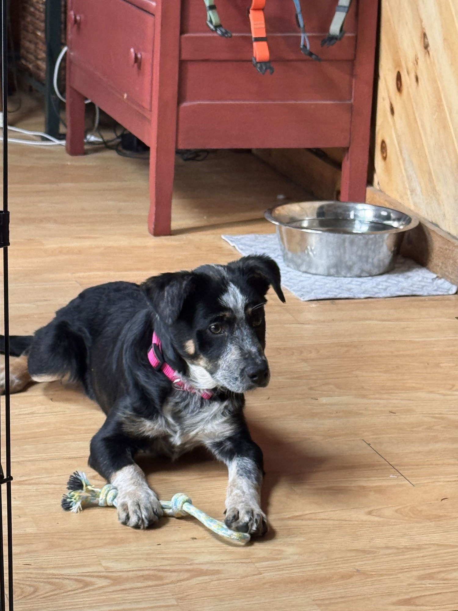 MARY - Australian Cattle Dog/Blue Heeler available for adoption