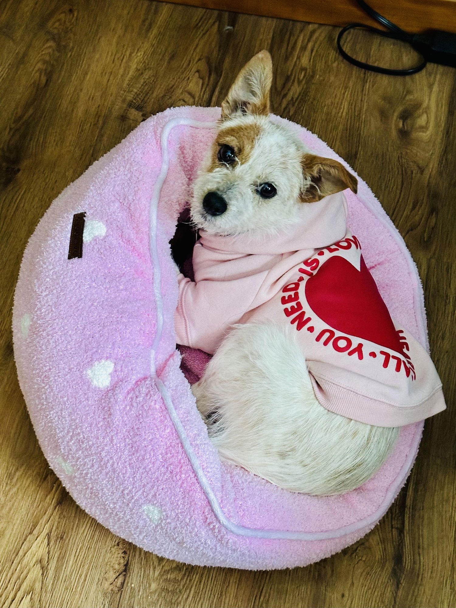 TINSEL - Australian Cattle Dog/Blue Heeler available for adoption