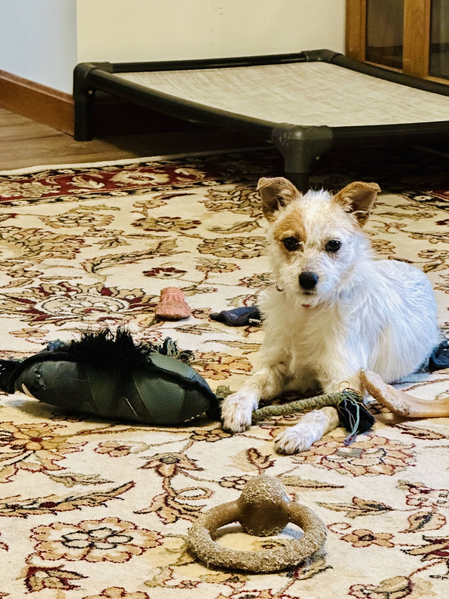 TINSEL - Australian Cattle Dog/Blue Heeler available for adoption