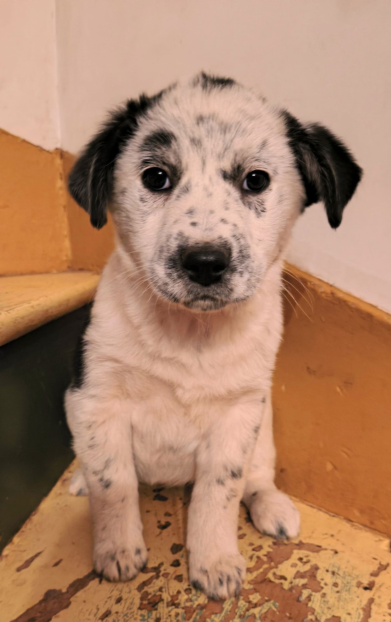 ANGEL - Unknown available for adoption