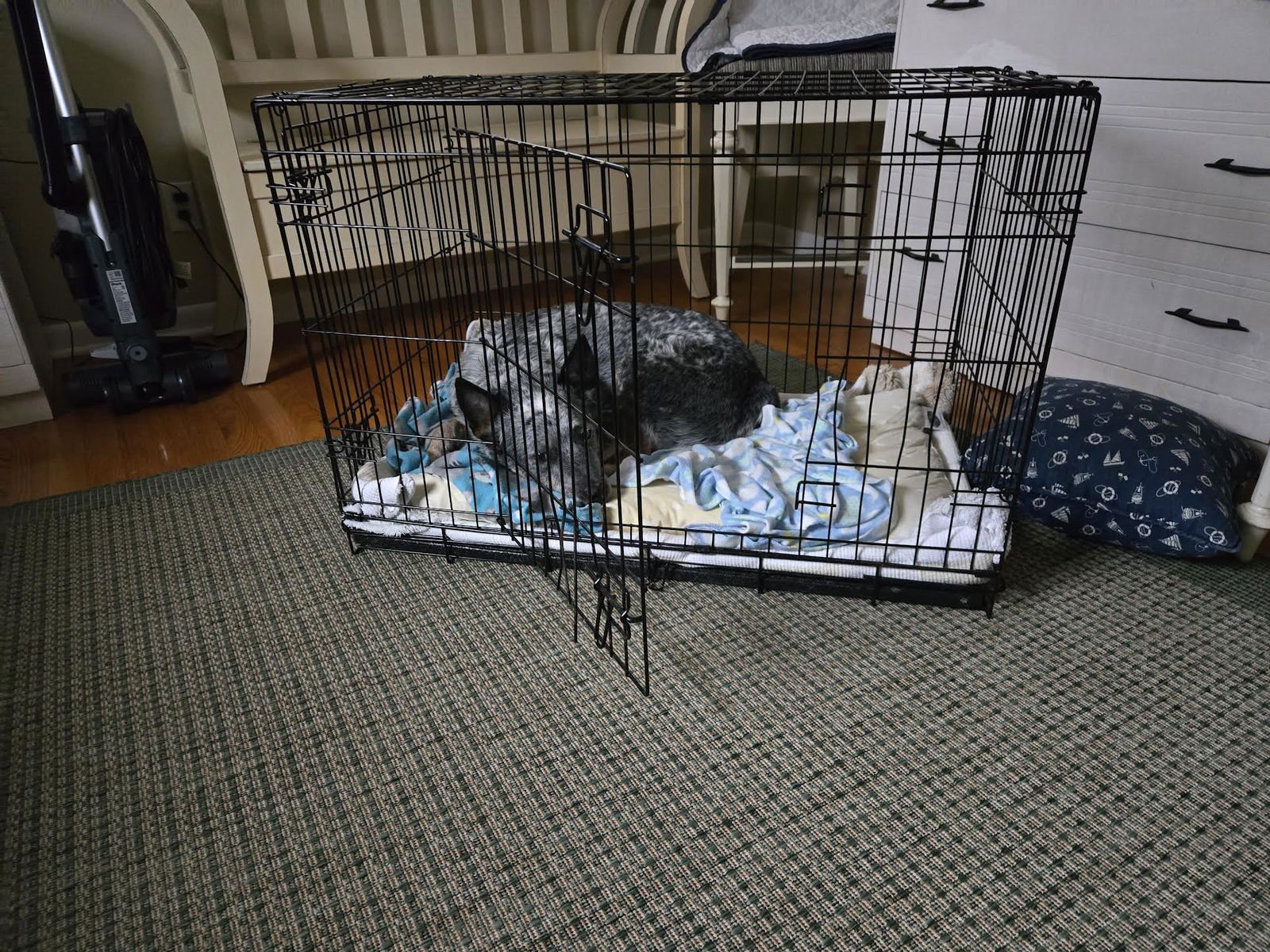 TOBY - Australian Cattle Dog/Blue Heeler available for adoption