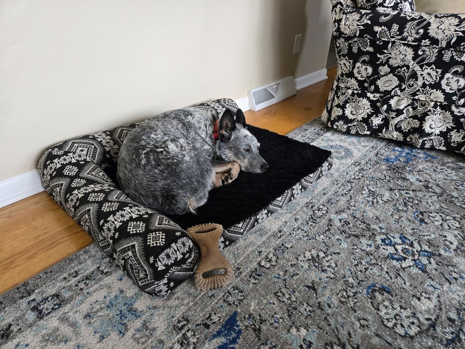 TOBY - Australian Cattle Dog/Blue Heeler available for adoption