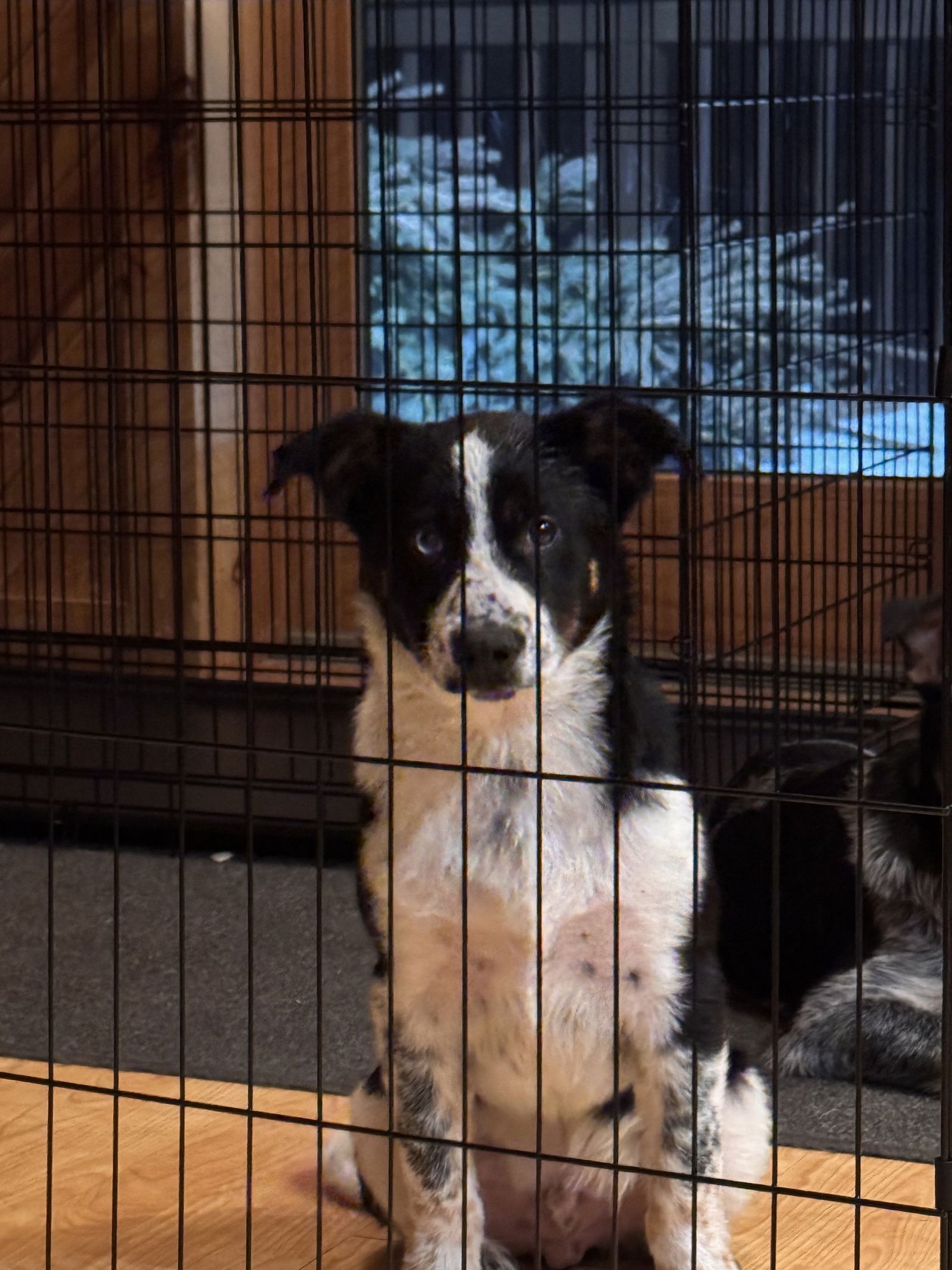 NEWT - Australian Cattle Dog/Blue Heeler / Border Collie available for adoption