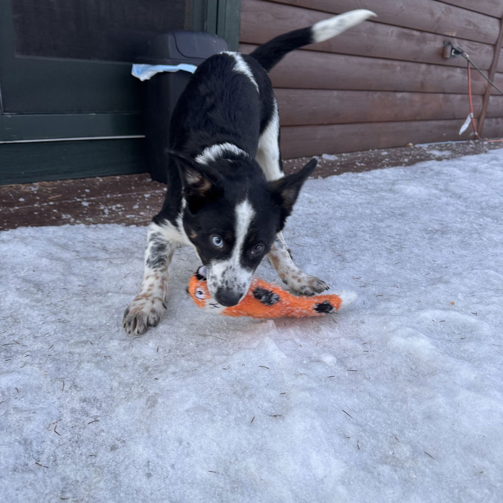 NEWT - Australian Cattle Dog/Blue Heeler / Border Collie available for adoption