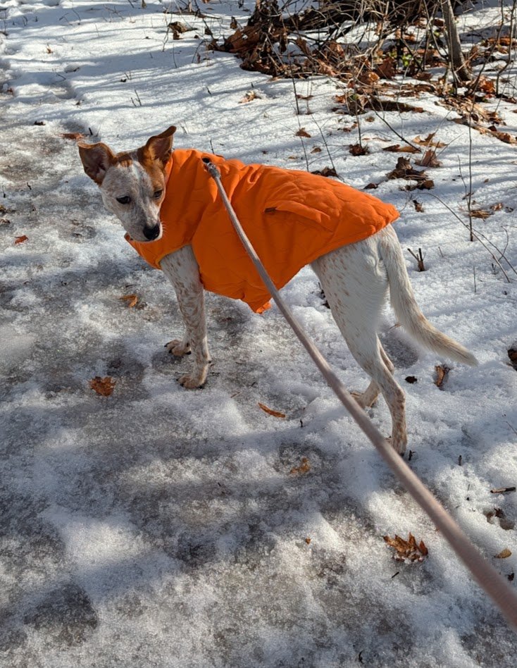 GEORGIA - Australian Cattle Dog/Blue Heeler available for adoption