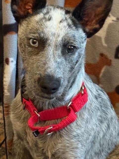 LINCOLN - Australian Cattle Dog/Blue Heeler available for adoption