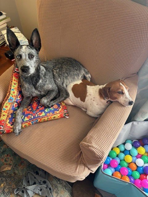 LINCOLN - Australian Cattle Dog/Blue Heeler available for adoption