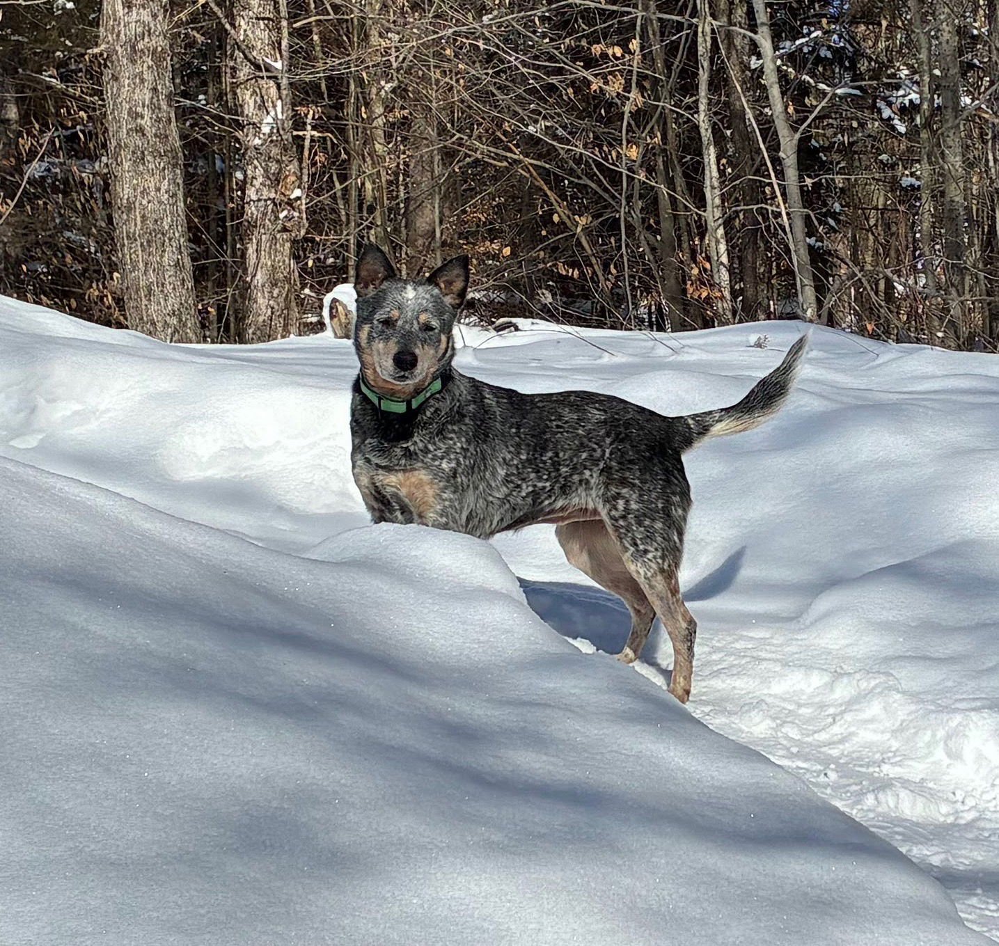 BINDI - Australian Cattle Dog/Blue Heeler available for adoption