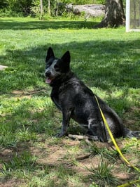 Bowser - Photo 2