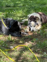 Bowser - Photo 3