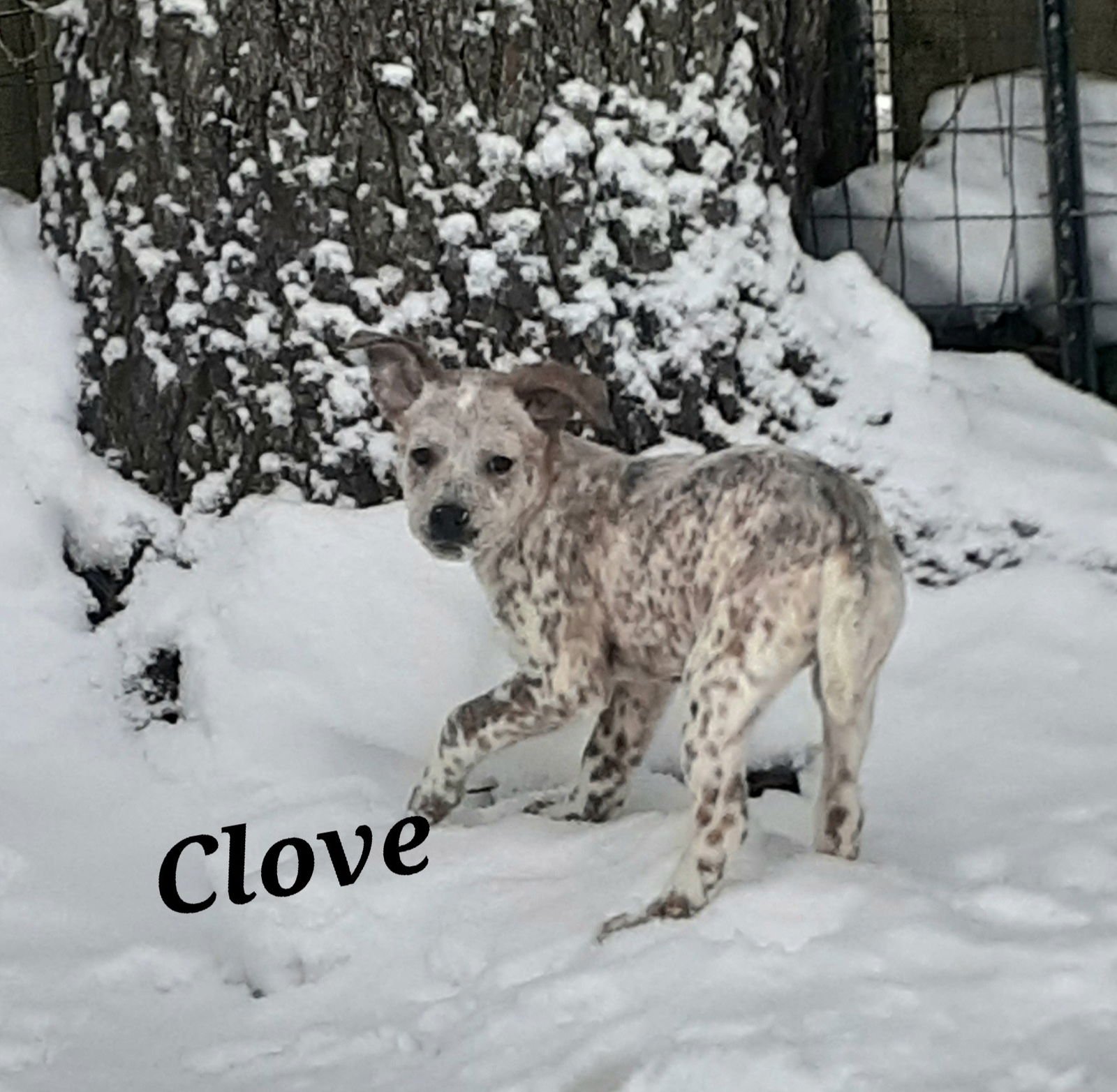 CLOVE - Australian Cattle Dog/Blue Heeler available for adoption