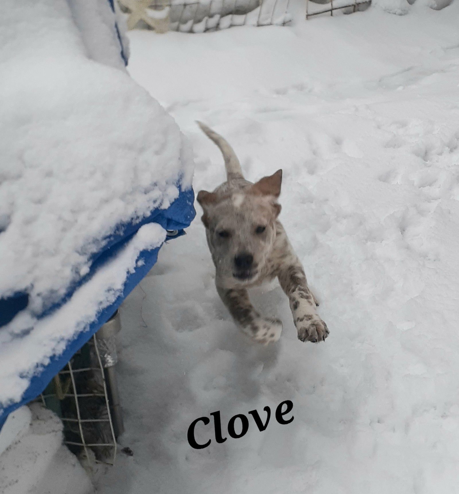 CLOVE - Australian Cattle Dog/Blue Heeler available for adoption