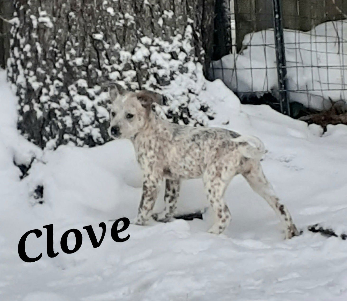 Clove - Photo 3