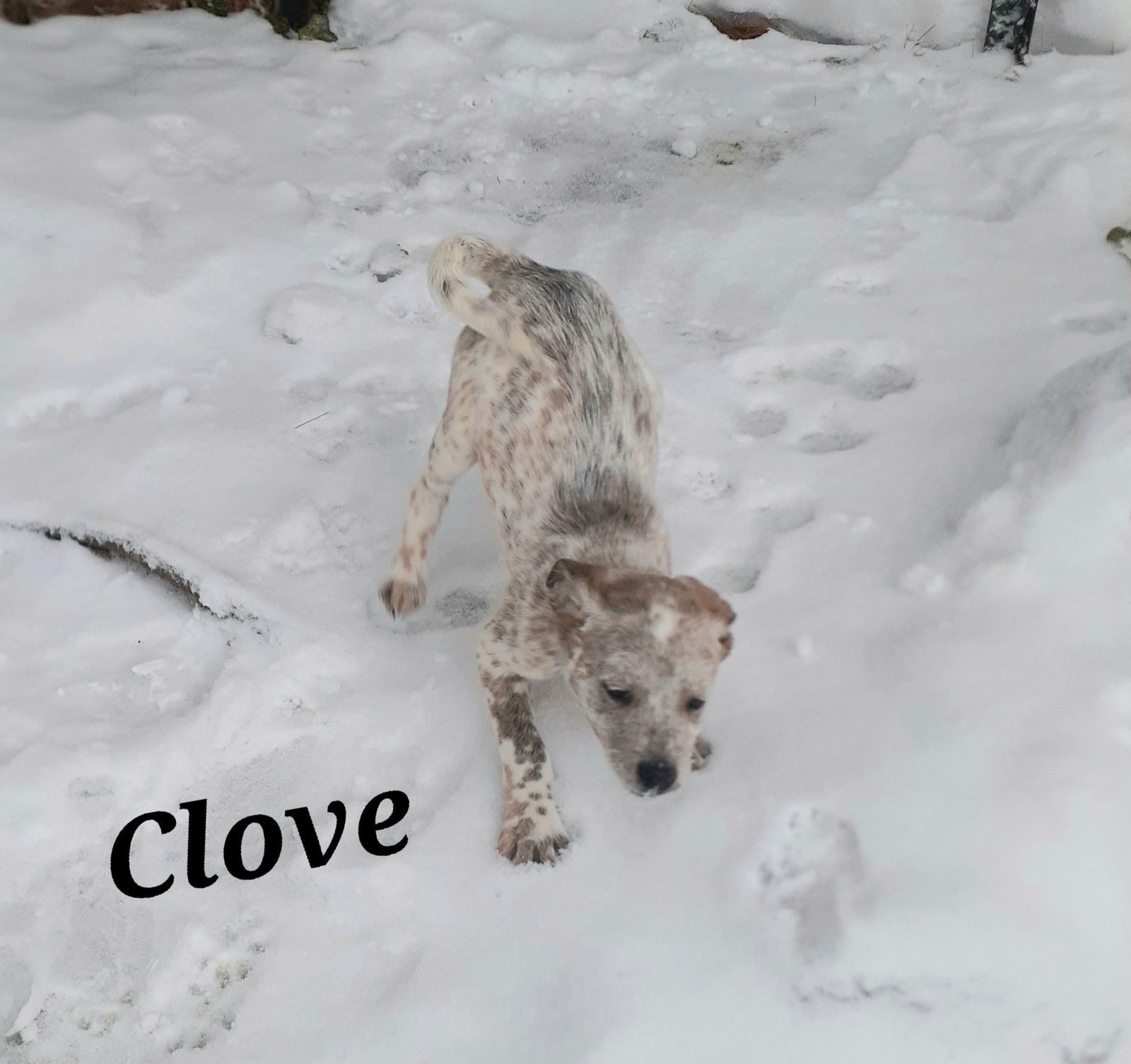 Clove - Photo 4