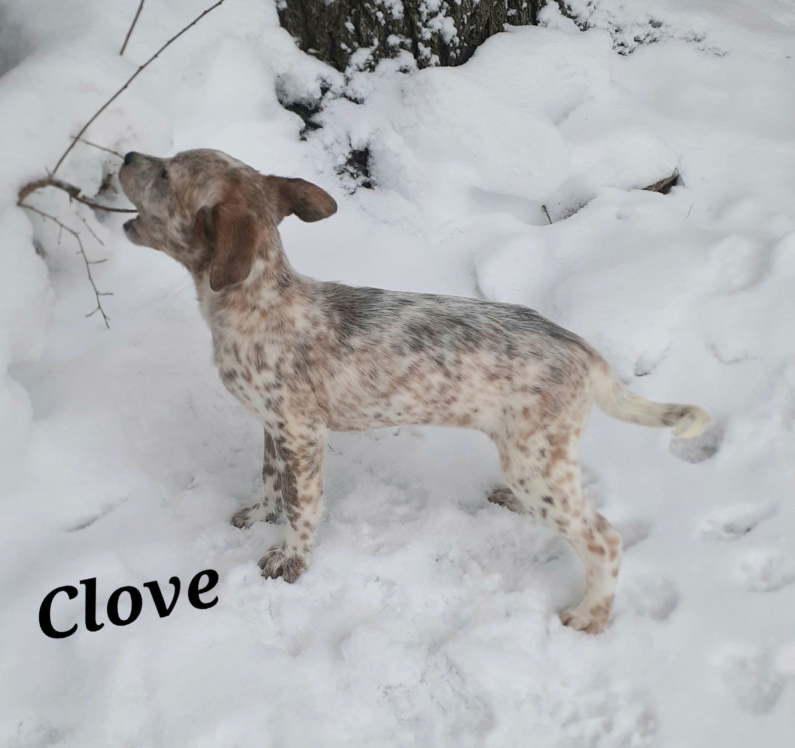 Clove - Photo 5