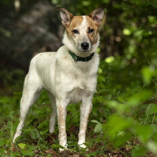 MAX - Australian Cattle Dog/Blue Heeler available for adoption