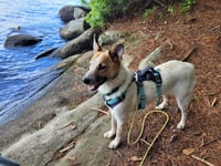 Max - Photo 2