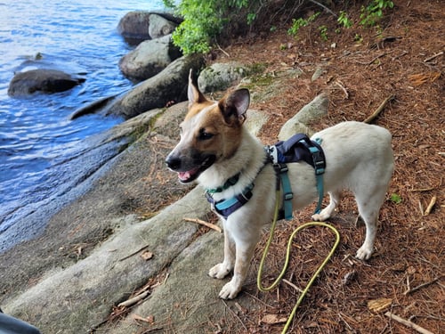MAX - Australian Cattle Dog/Blue Heeler available for adoption