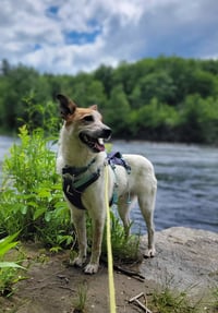 Max - Photo 4